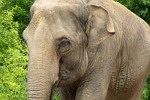 Zoo Leipzig - Elefant